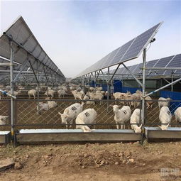 光伏农业 星星之火期待燎原，畜牧渔业齐爆发
