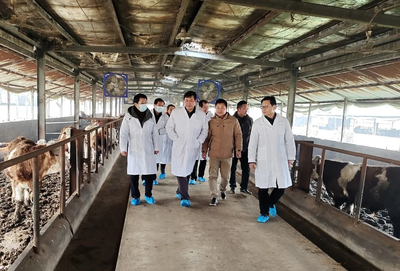 “鄂”牛出山记 跨越三省七市的品质之旅，湖北农发牛肉香飘粤港澳大湾区