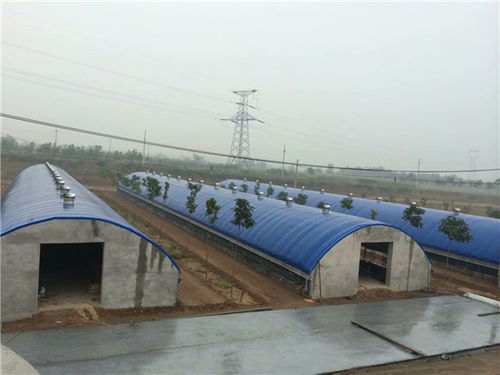 大棚养猪成本效益分析与多元经营新思路——以承德帅赫畜牧为例