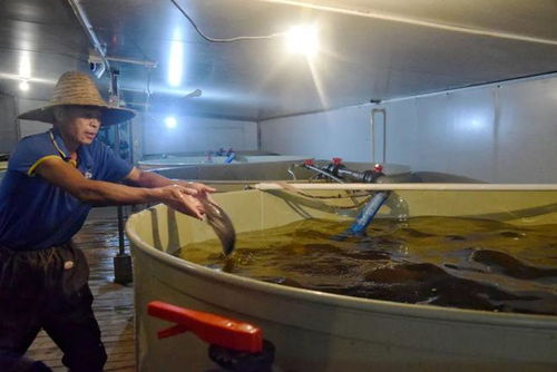 汽车装饰品转型水产养殖 一条鱼的饲料新机遇与市场潜力