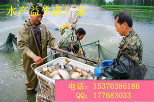 养虾微生态制剂在水质改良中的应用及市场选择指南